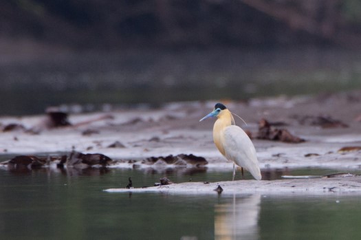 Capped Heron in Cuyabeno